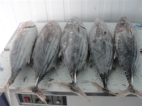 Skipjack Tuna - High Quality Frozen Seafood Products - Fresh Swordfish