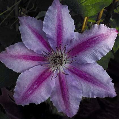 Clematis Nelly Moser Neu Clematis Westphal