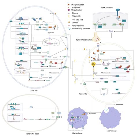 The Roles Played By Sirt In Metabolic Homeostasis Glucose Metabolism