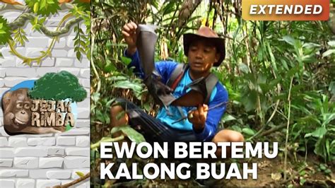 Santai Banget Waktu Ewon Bertemu Kalong Pemakan Buah Jejak Rimba Eps