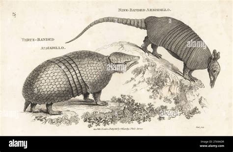 Nine Banded Armadillo Dasypus Novemcinctus And Brazilian Three Banded