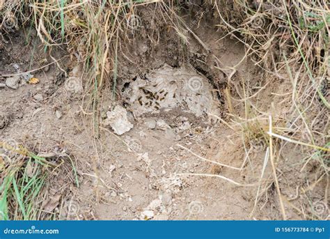 Wasp Nest Bees in Ground Soil Underground Hole Stock Photo - Image of ...