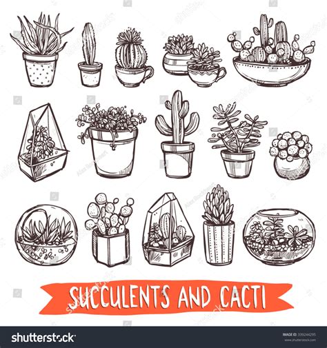 Succulents Cacti Sketch Set Stock Vector 339244295 Shutterstock