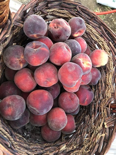 Hardy kiwi (Actinidia arguta) — Black Creek Farm & Nursery