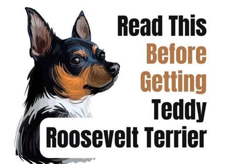 Discover 7 Fascinating Facts About The Teddy Roosevelt Terrier