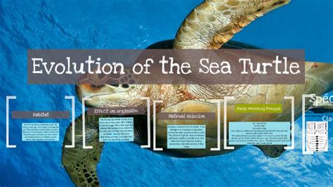 Evolution Of The Sea Turtle By Blake Gelinas On Prezi