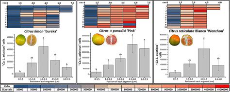 Frontiers A Significantly High Abundance Of Candidatus Liberibacter