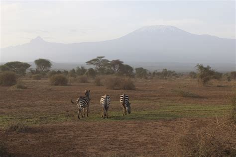 Amboseli National Park Day Amboseli Safari From Nairobi