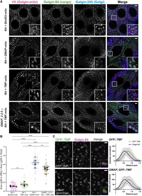 In Vivo Characterization Of Drosophila Golgins Reveals Redundancy And