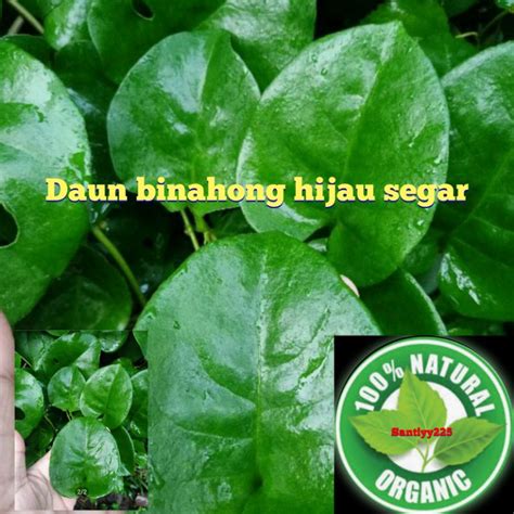 Jual Daun Binahong Segar Grm Shopee Indonesia