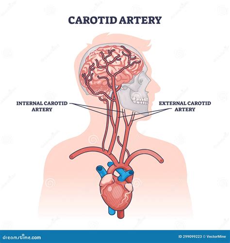 Brain Blood Clot Royalty-Free Illustration | CartoonDealer.com #69847503