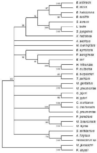 Gene Tree For Eno Inferred Using Maximum Parsimony Placing P Download Scientific Diagram