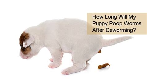 How Long Will My Puppy Poop Worms After Deworming?