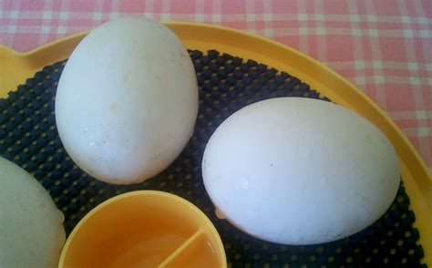 The Beginners Guide To Hatching Duck Eggs With Egg Candling Photos