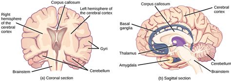 734 The Central Nervous System Biology Libretexts