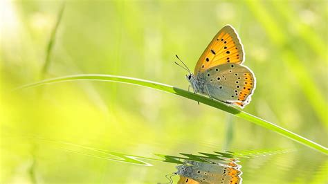 Yellow Ash Black Dots Design Butterfly On Grass In Blur Green