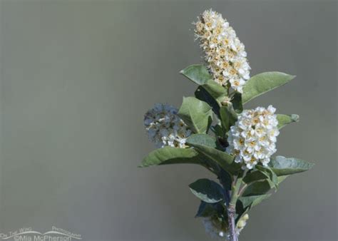 Chokecherry Blooming In Foothills Of The West Desert Mia Mcpherson S