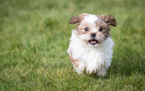 Menor Raça De Cachorro Do Mundo 2023