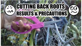 Cutting Back Roots Results And Precautions Youtube