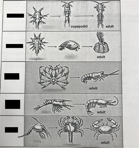 Lab 7 Zooplankton And Life Cycles Diagram Quizlet