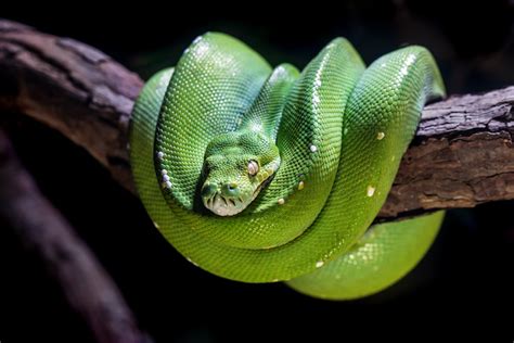 茶色の木の枝に緑のヘビの写真 Unsplashで見つけるケアンズ水族館の無料写真