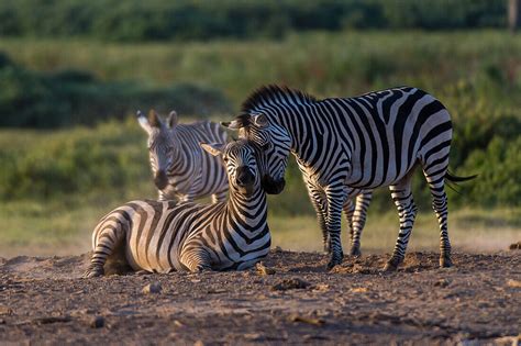 Common Zebras Equus Quagga At Amboseli License Image