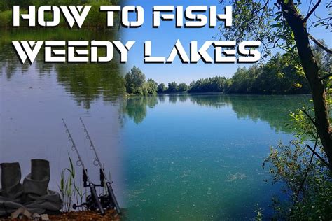 Fishing Weedy Lakes How To Tackle Weed And Be Presented Bristol