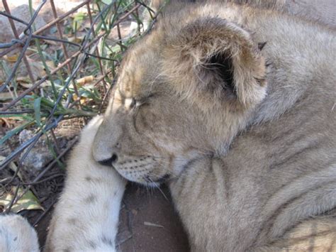 180+ Lion Cub Resting Sleeping Lion Stock Photos, Pictures & Royalty ...