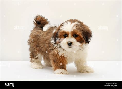 Lhasa Apso Puppy Hi Res Stock Photography And Images Alamy