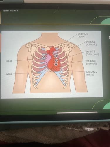 Health Assessment Cardiovascular And Peripheral Vascular Assessment