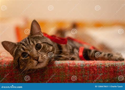 Cute Tabby Cat Looking Into The Camera And Relaxing Stock Image Image