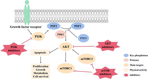 Frontiers New Advances In Targeted Therapy Of Her Negative Breast Cancer