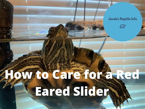 Red Eared Slider Care Jacob S Reptile Info