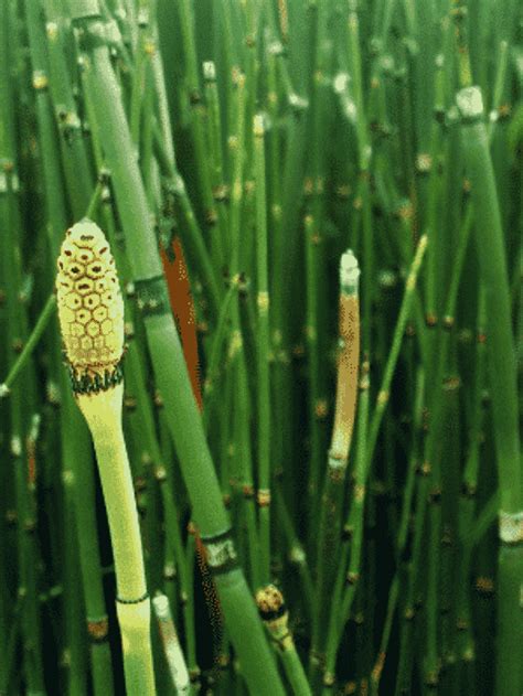 Planta Cavalinha Ou Equisetum Hyemale Saiba Como Cultivar Terragam