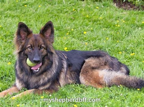 Red Sable German Shepherd: Pictures, Price & Traits