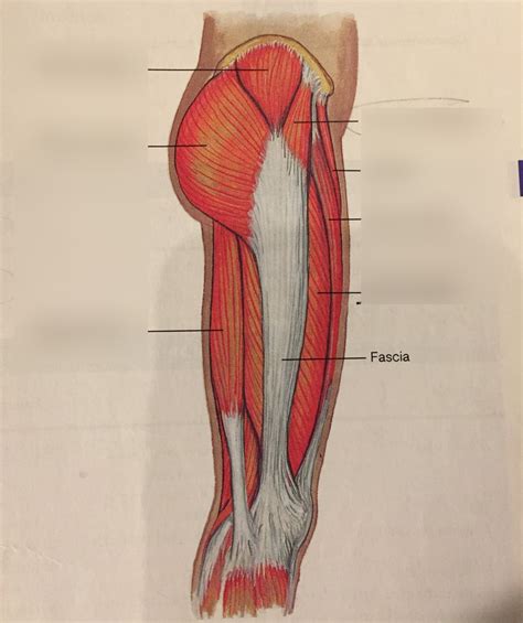 Lateral Hip Muscles Diagram Quizlet