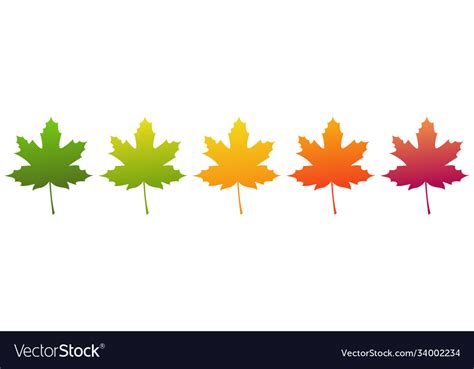 Maple leaf isolated on white background Royalty Free Vector