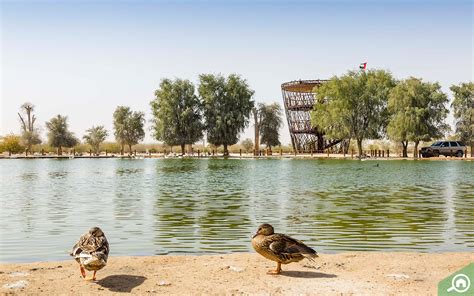 Al Qudra Lake Guide Love Lake Camping Location And More Mybayut