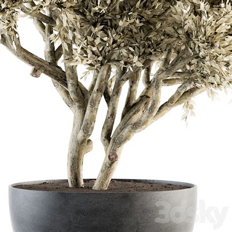 Outdoor Plants Tree In Concrete Pot Set 135 Outdoor 3D Model