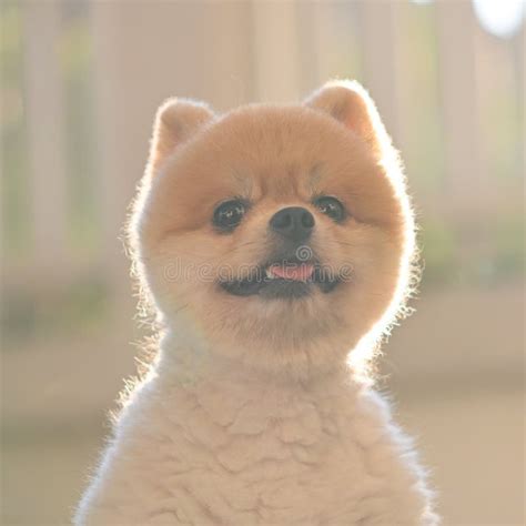 Pomeranian Dog Cute Pet Happy Smiling in the Morning Stock Photo - Image of light, hair: 169002188