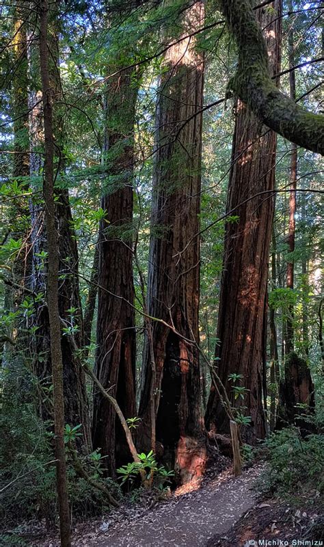 Four Redwoods Tall Trees Grove Redwood National And State Parks