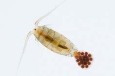 Copepods - LIFE IN FRESHWATER