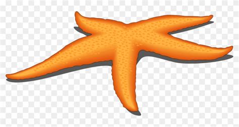 Anchorman 2 Starfish Clipart