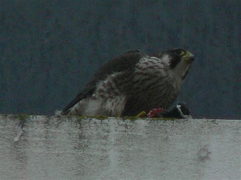 Juvenile Peregrine Juvenile Peregrine Falcon London 4 Dece… Nmahieu Flickr