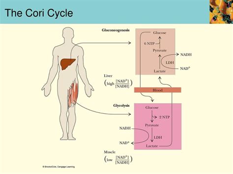 PPT - Glycogen Breakdown PowerPoint Presentation, free download - ID ...