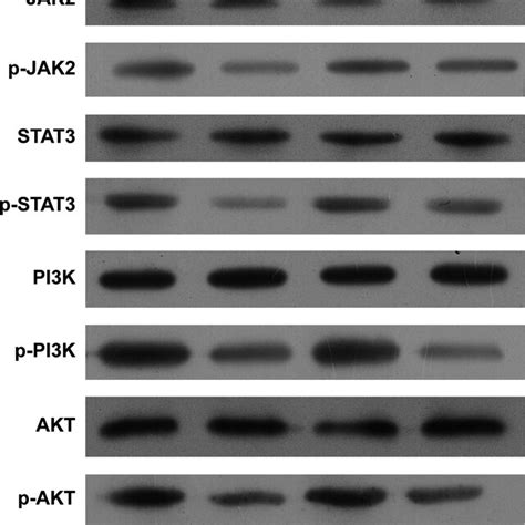 Knockdown Of KLF3 Suppressed The Activation Of JAK2 STAT3 And PI3K AKT