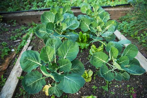 Growing Brussels Sprouts In Open Land In Containers Or In Raised Beds