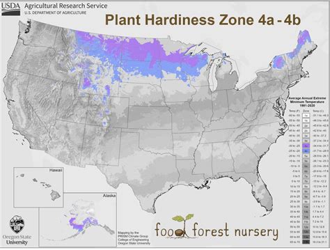 Fruit Trees For Zone 4 - Cold-Hardy Varieties For Extreme Winters