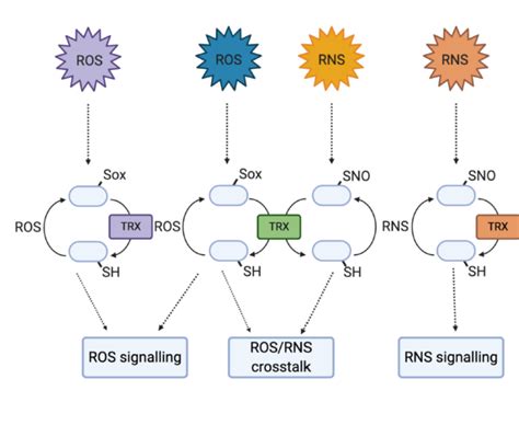 Review Selective Redox Signaling Shapes Plant Pathogen Interactions Plant Physiol Plantae