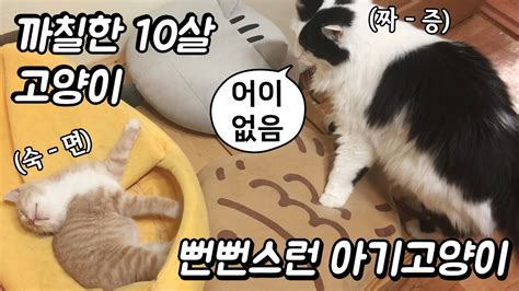 구조한 아기 고양이와 까칠한 10살 고양이 합사 Youtube